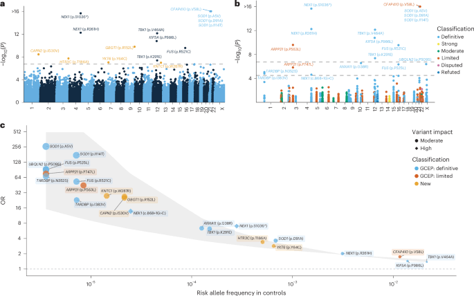 Large-scale exome analyses reveal new rare variant contributions in amyotrophic lateral sclerosis