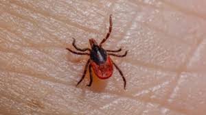 Tick bites surge in Dane County as season gets off to rough start