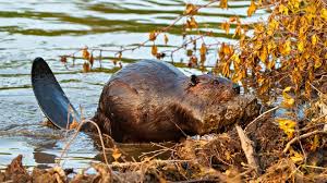 Beaver tests positive for rabies after biting people at Mahwah park
