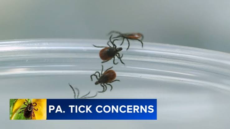 Record heat, rising tick populations collide in Pennsylvania