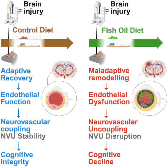 New study challenges widespread belief about fish oil's effects on brain