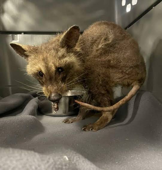 Rescuer Assumes They Saved A Sick 'Opossum' — Then The Truth Surprises Them