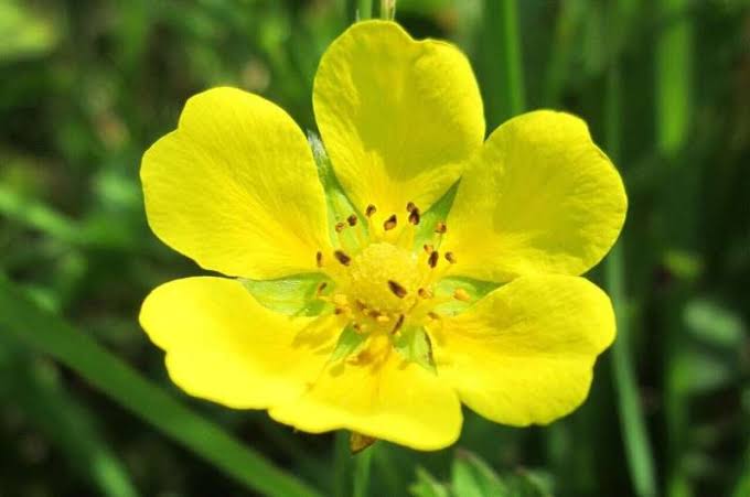 Irish bog plant revives ancient remedy as a new weapon vs superbugs