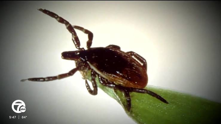 Emergency room officials reporting highest number of tick bites since 2017