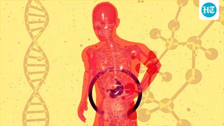 Did you know stubborn belly fat can damage your liver? Doctor shares 5 daily habits that can take a toll on liver health | Health