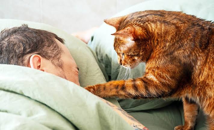 Fungus that spreads from cats to humans has been detected, raising concerns among scientists