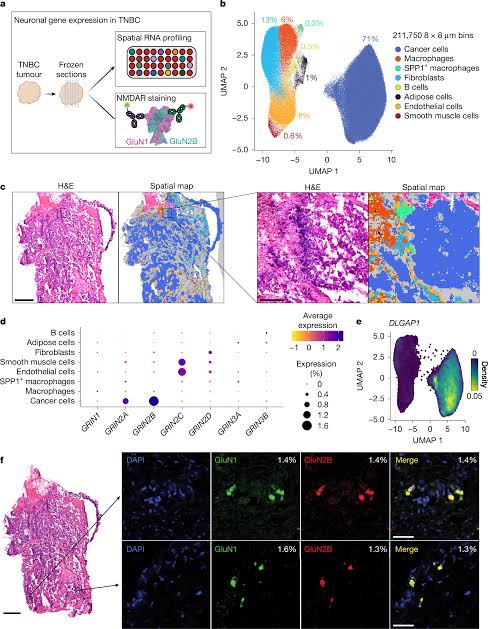 Ectopic NMDAR expression in cancer unmasks germline-encoded autoimmunity