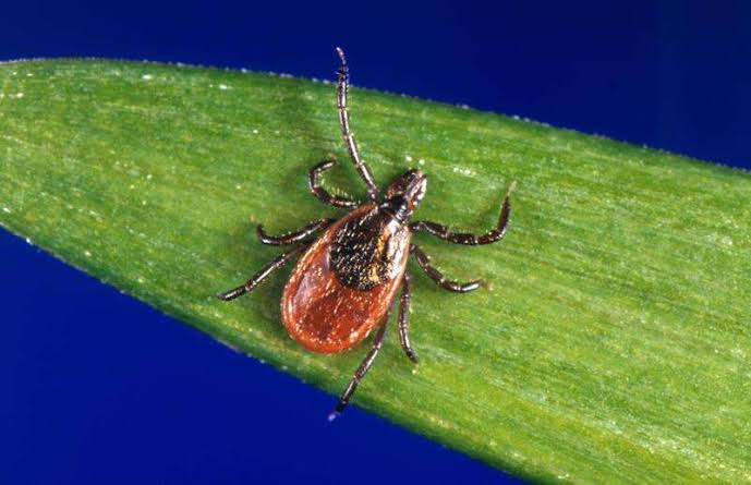 Tick season is here — here’s how to avoid getting bitten