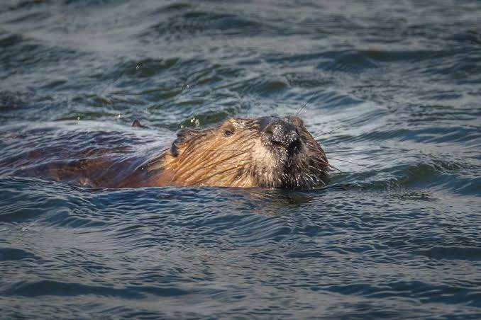 8-Year-Old Boy Hospitalized After Being Attacked by Rabid Beaver at New Jersey Lake
