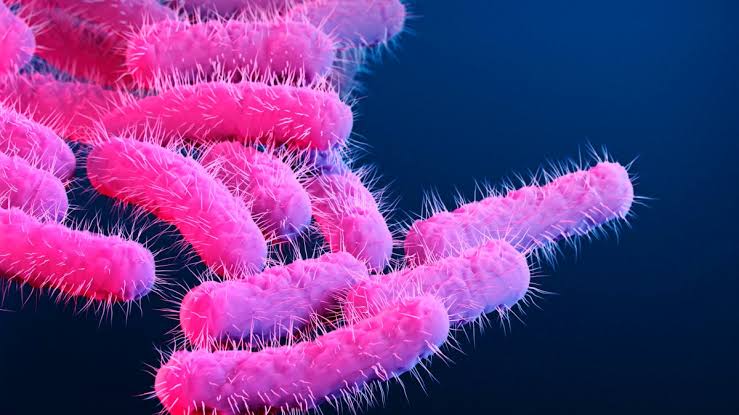 Drug-resistant Shigella bacteria on the rise in US, CDC study reveals: What to know