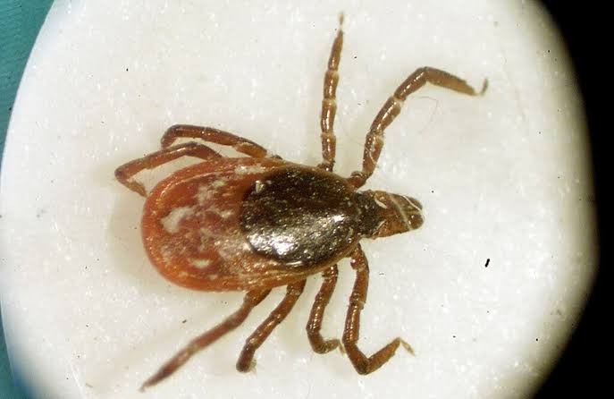 Lyme disease cases surge in Ohio as tick population expands