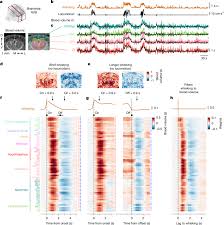 Brainwide blood volume reflects opposing neural populations
