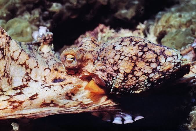 Male octopuses guided through mating by female hormones