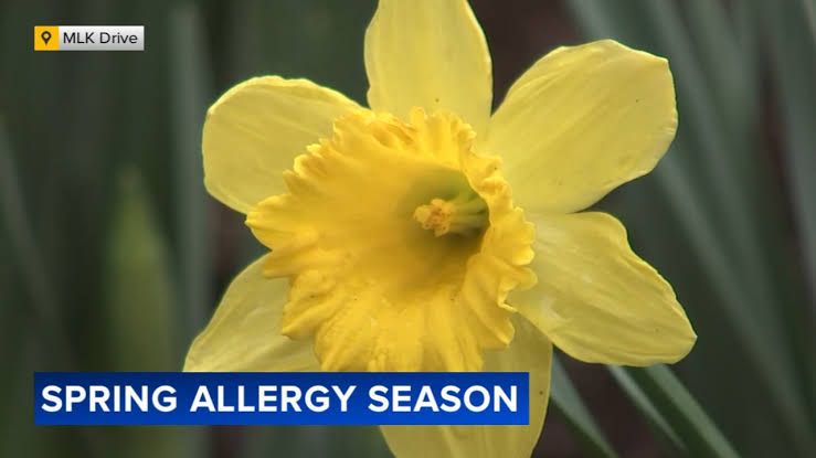 Spring allergies surge as pollen levels rise across the region