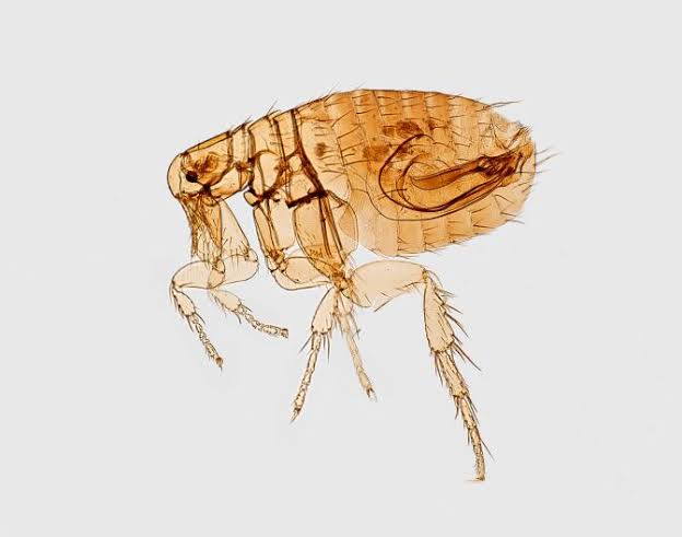 LA hit a record high for typhus cases last year. Why is the flea-borne disease so hard to eradicate?