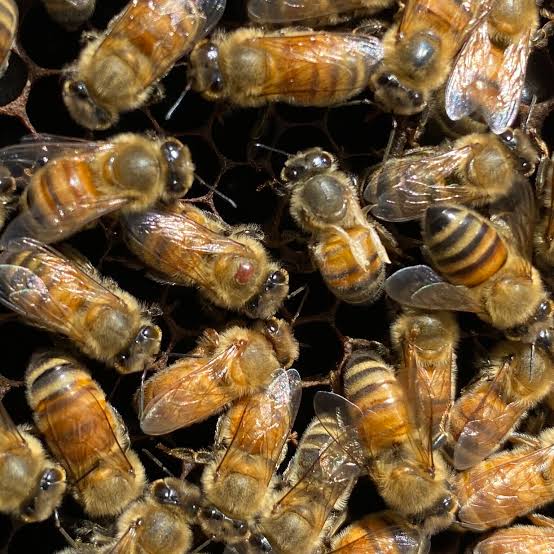 Bees can detect viruses in food sources, but don't necessarily avoid them