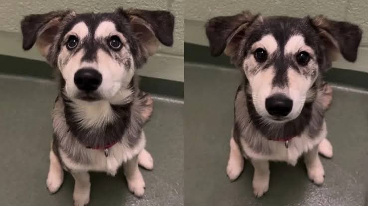Golden Retriever-Husky Puppy Abandoned at Shelter Finds Forever Home