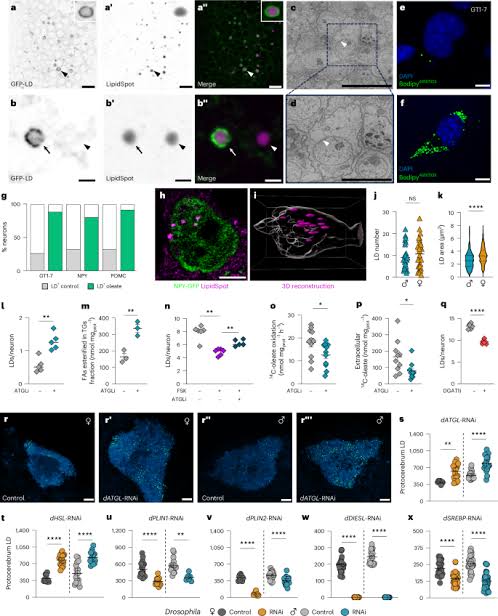 Neuronal lipid droplets play a conserved and sex-biased role in maintaining whole-body energy homeostasis