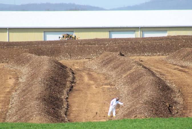 Poultry specialist explains spectacle of chicken composting amid bird flu outbreak [Lancaster Watchdog]