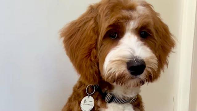 Goldendoodle's Dramatic Coat Transformation From Puppy To Adult Is Turning Heads