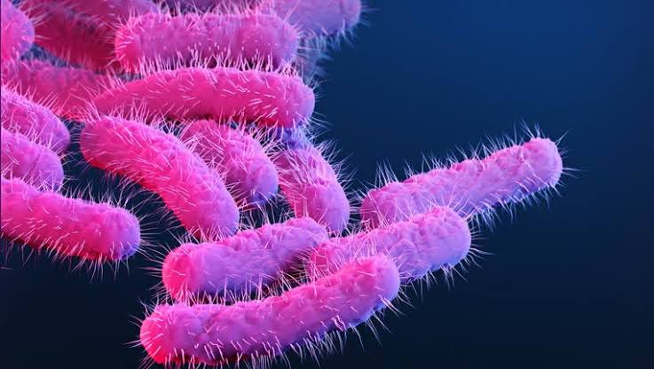 What is Shigella? CDC calls increase in infections a 'public health threat'