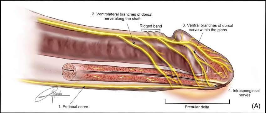 Researchers Found the Male G Spot—And It’s Not The One You’re Thinking Of