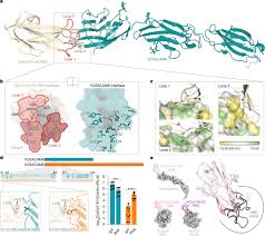 Heart-nosed bat alphacoronaviruses use human CEACAM6 to enter cells