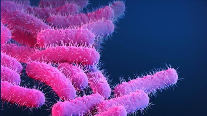 Extensively drug-resistant Shigella on the rise in US, CDC warns