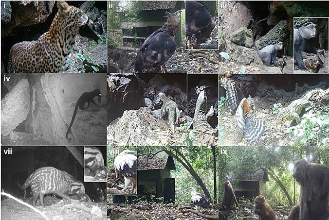 Uganda's Python Cave reveals how a Marburg virus outbreak could begin