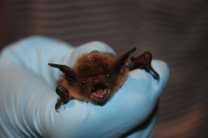 Rabid bat removed from N.J. resident’s attic, exposed cats to be quarantined