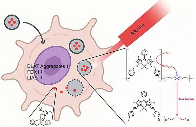 Light-activated nanoparticles trigger copper overload to kill cancer cells
