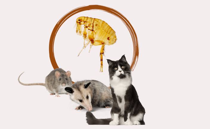 Typhus Outbreaks Santa Monica, Central LA