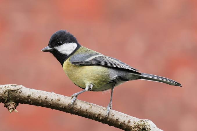 Paris has successfully cut noise pollution, but urban birds still can’t sing at their natural pitch