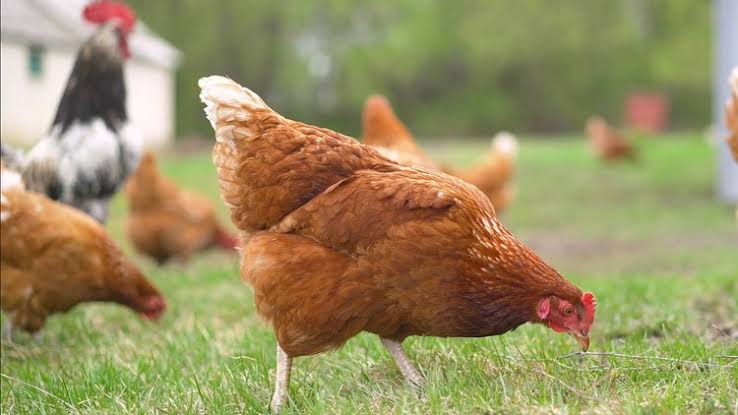34 people in 13 states sickened in salmonella outbreak linked to backyard poultry