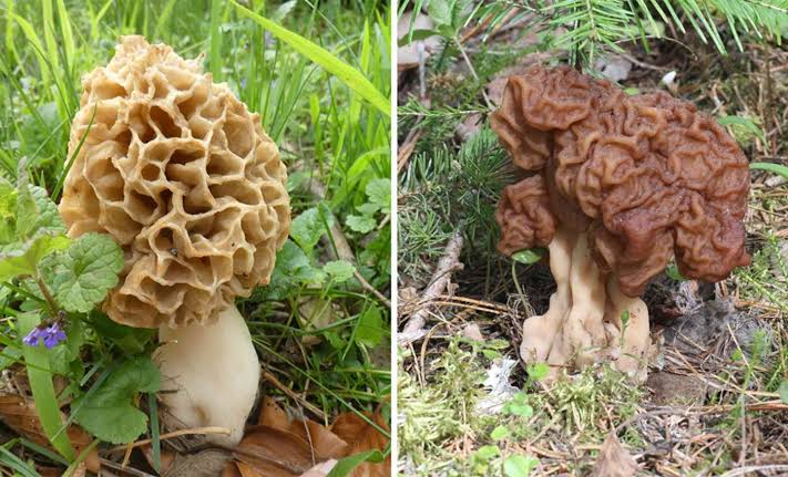 Misidentified 'edible' mushrooms linked to a surge of ALS cases