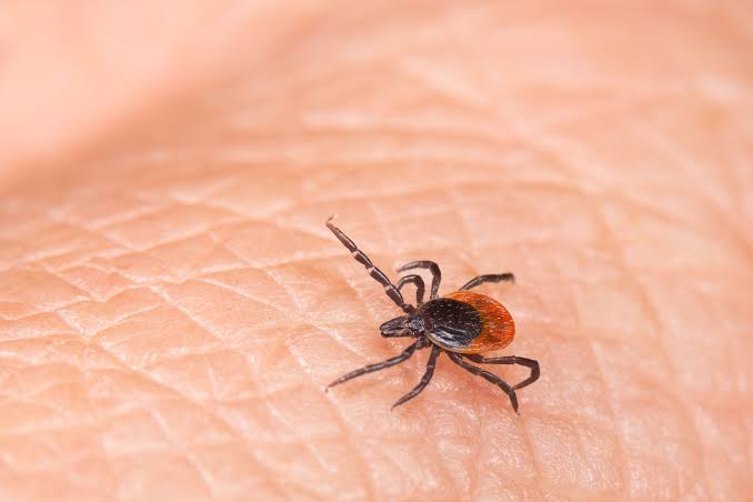 DC-area emergency rooms are seeing more patients with tick bites