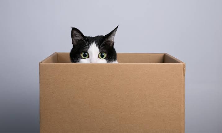 How Does Your Brain Know a Cat Is a Cat?