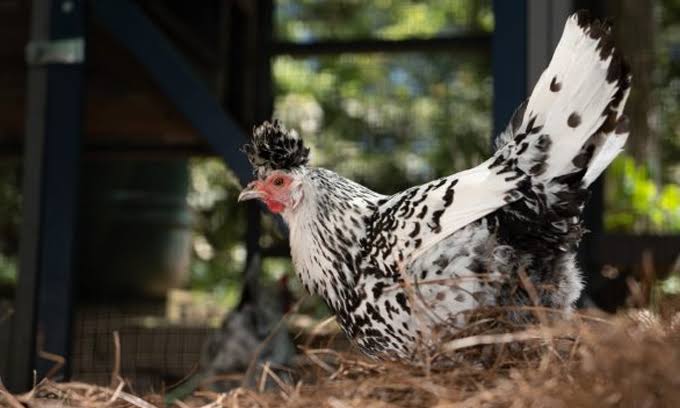 CDC announces Salmonella outbreak in 13 states linked to backyard poultry. Take steps to protect your flocks and families.