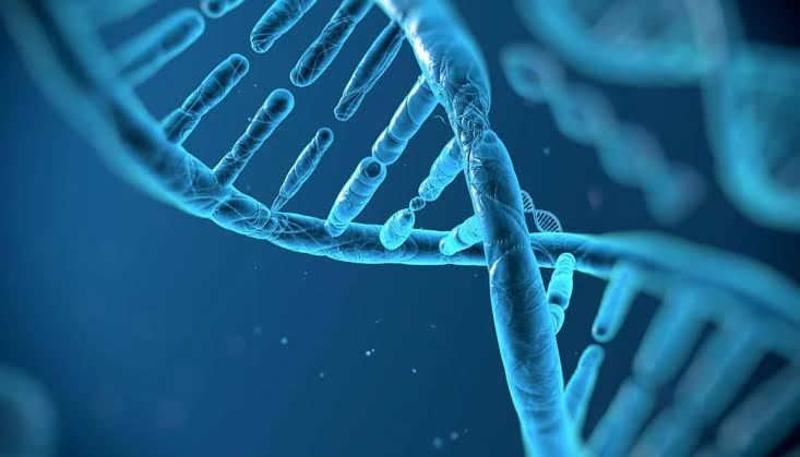 Genes may matter more than thought in human lifespan, study finds