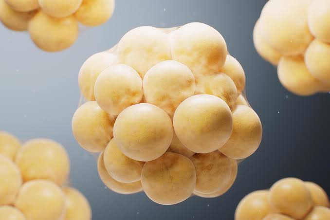 This Diet–Gut Interaction Could Transform Fat Into a Calorie-Burning Machine