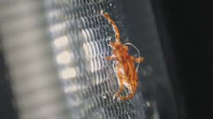 Tick bites increasing in Dane County