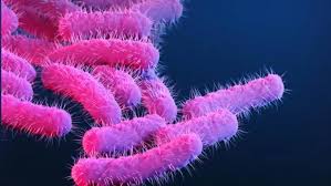 CDC Reports Emergence of Extensively Drug-Resistant Shigella