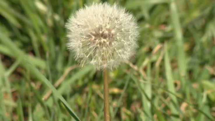 Spring blooms bring pollen surge across the Ohio Valley, triggering allergy season