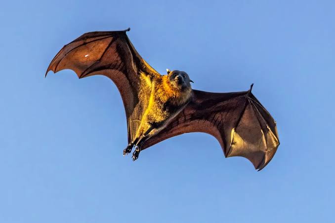 Officials Issue Health Warning After Bat Found on California College Campus Tests Positive for Rabies