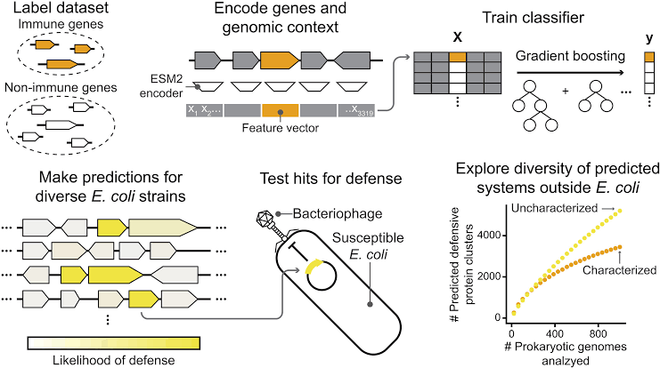 AI uncovers hidden immune defenses inside bacteria