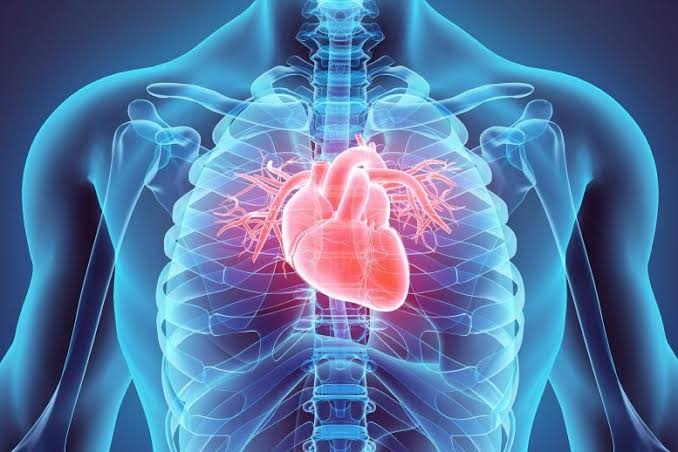 World-First Study Reveals Human Hearts Can Regenerate After a Heart Attack
