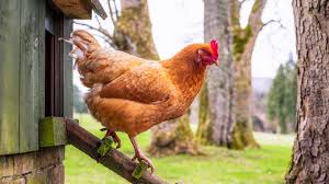 CDC warns of salmonella infections tied to backyard poultry