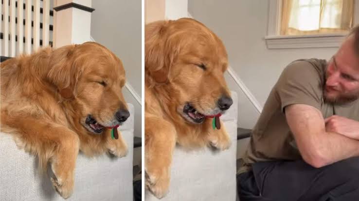 Sleepy’ Golden Retriever Doesn’t Want To Let Go of His Toy