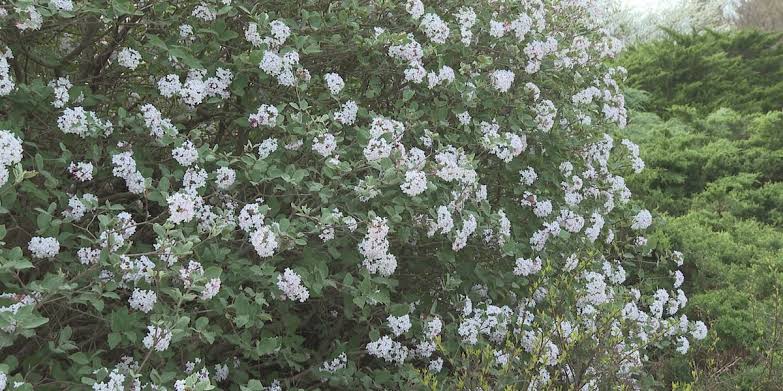 Warm start to spring leading to prolonged allergy season