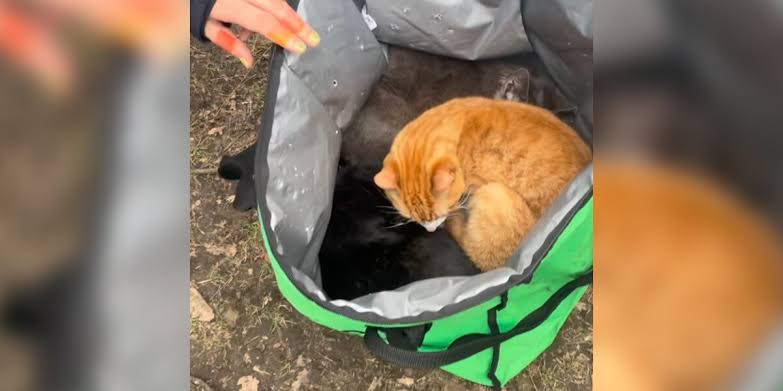 Parkgoers Open Uber Eats Bag Left Under Bench And Find Babies Curled Up Inside